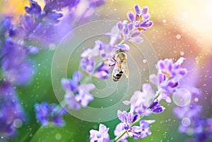 Bee pick honey on flowers lavender sunset