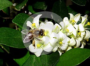 Bee picking nectar and pollinating white flowers