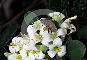 Bee picking nectar and pollinating white flowers