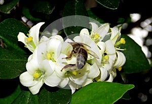 Bee picking nectar and pollinating white flowers