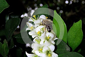 Bee picking nectar and pollinating white flowers
