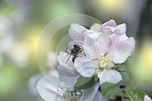 Bee picking pollen from apple flower