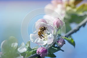 Bee picking pollen from apple flower