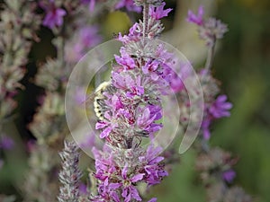 Bee on pinf wild flowers