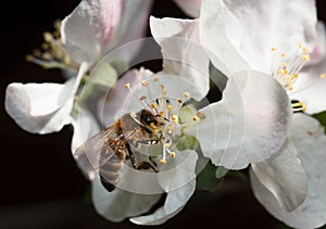 Bee on pink apple flower