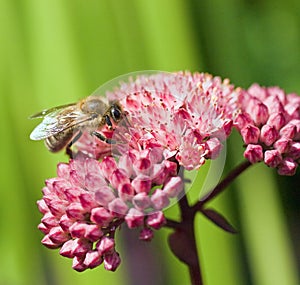 Bee on pink blossom