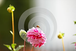 Bee on Pink Dahlia
