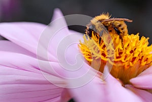 Bee on pink dahlia