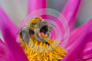 Bee on a Pink Dahlia