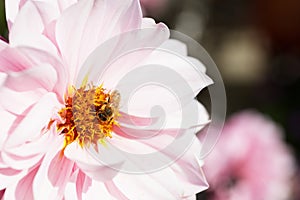 Bee on Pink Dahlia larger dof