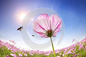 Bee and pink daisies on the sunlight background