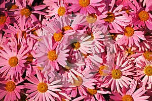 Bee on pink daisy flowers. Chrysanthemum coccineum.