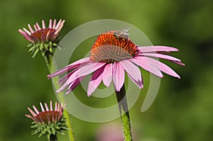 bee on pink echinacea Cheyenne spirit in a urban park