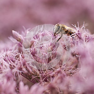 Bee on pink eupatorium maculatum