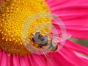 Bee on a pink flower 1
