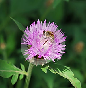 Bee on the pink flower