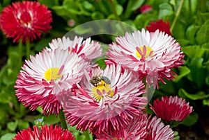 Bee on a pink flower