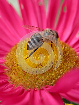 Bee on a pink flower 2