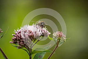 Bee on a pink flower