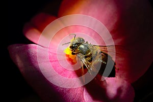 Bee with pink flower