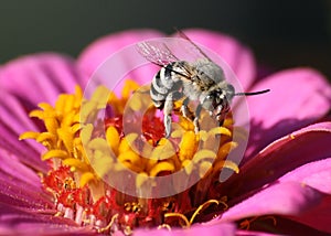 BEE ON A PINK FLOWER