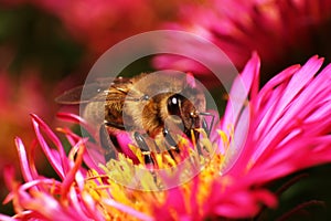 Bee on pink flower