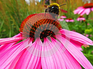 Bee on a pink flower