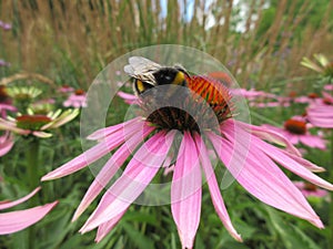 Bee on a pink flower