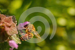 Bee on a pink flower collecting pollen and gathering nectar to p