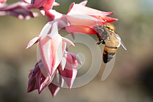 Miel de abeja sobre el rosa flor sobre el botánico jardín 