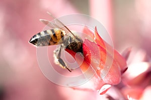 Miel de abeja sobre el rosa flor sobre el botánico jardín 