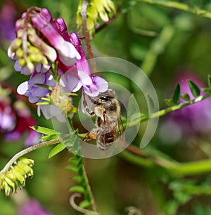 Bee and pink flowers.