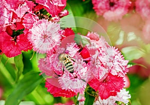 Bee on pink flowers