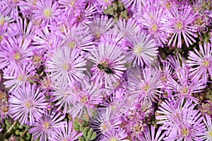 Bee on Pink ice plant. Drosanthemum floribundum, rodondo creeper, pale dewplant, or dew-flower photo