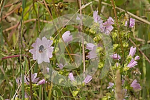 Bee on a Pink malva flowers in a green field