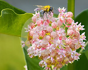Bee on Pink Milkweed Flowers