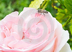Bee on pink rose in drops