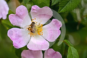 bee on pink rosehip flower