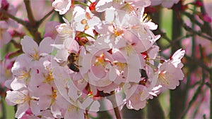 Bee on the pink sakura flower real time