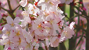 Bee on the pink sakura flower slow motion