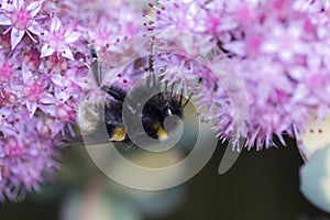 Bee on Pink Sedum sieboldlii Mediovariegata