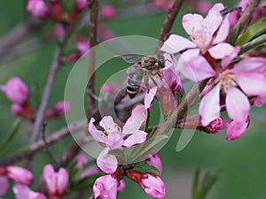 Bee on a pink shrub flower Almond.