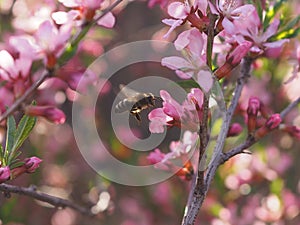 Bee on a pink shrub flower Almond.