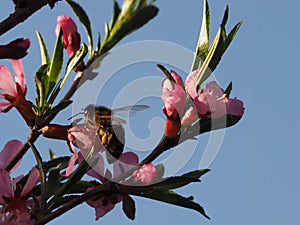 Bee on a pink shrub flower Almond.