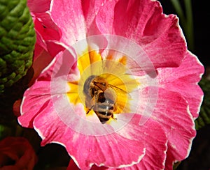 Bee on pink springflower collecting pollen