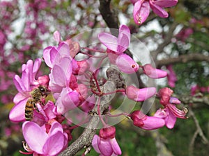 Bee in a Pink tree in Montpellier