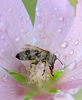 Bee on a pink wet malva flower blossom