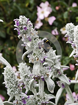 Bee on plant