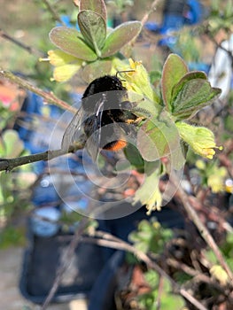 Bee on a plant pollinating