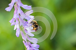 Bee polinated violet purple wild flowers on green blurred background